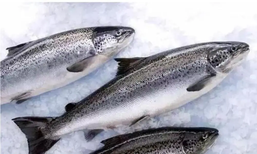 
Farmed salmon 