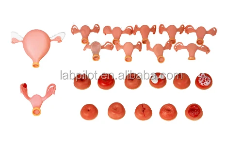 Multi-functional Gynecologist Nursing Training Manikin Vaginal Examination Model