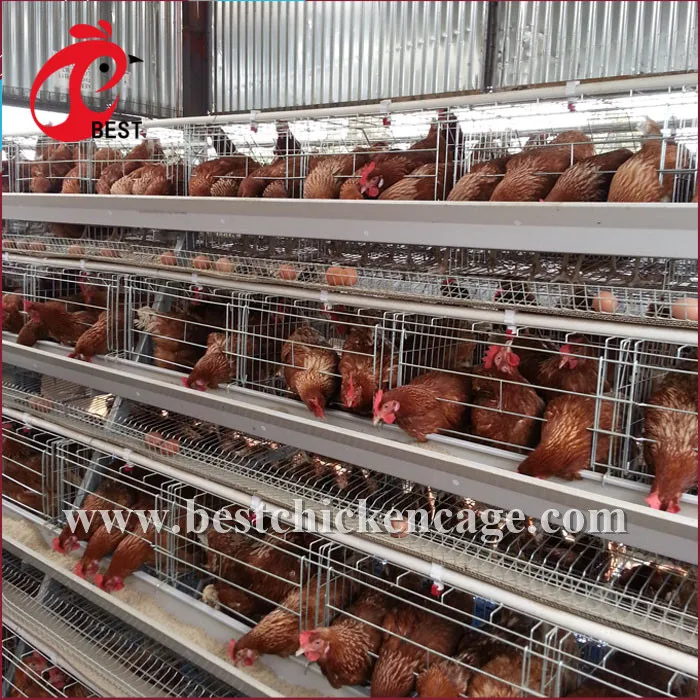 Professional farming house feed system 4tier chicken cage coop for wholesales