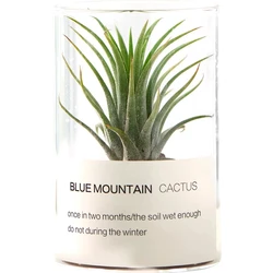 New style pretty small desk glass flower pot air plant wholesale