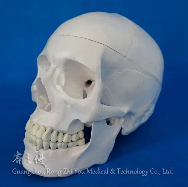 Plastic Human Skull Model,3D Skull Skeleton