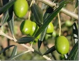 
Greek Chalkidiki Green Olives 