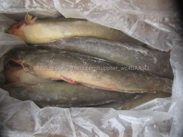 Горячее надувательство замороженные сельское хозяйство сом круглый кошка рыбы