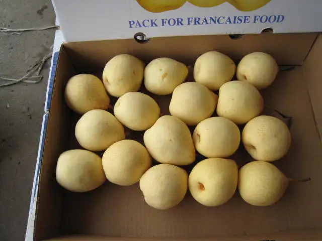
china crispy golden pear 