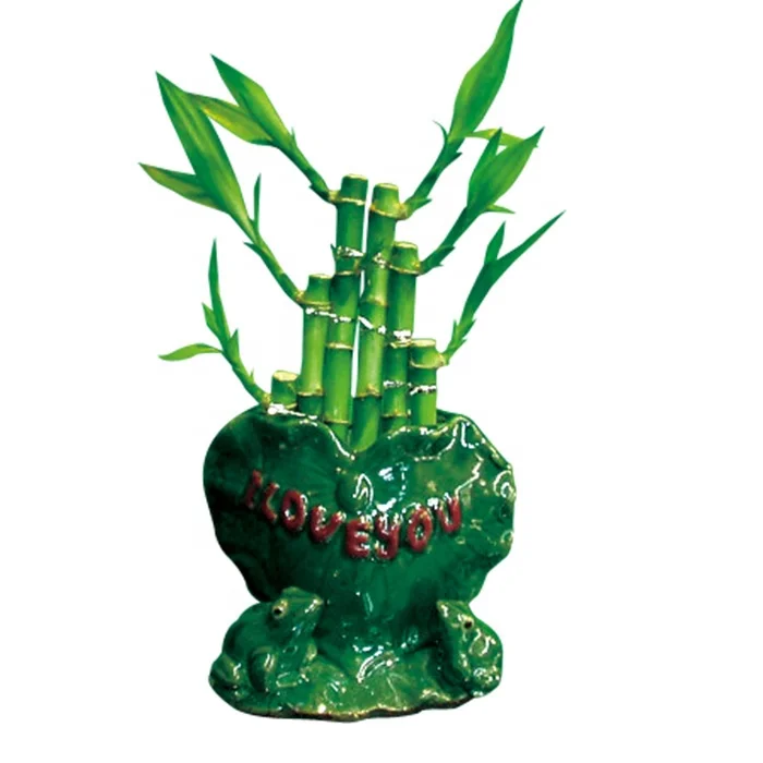 
lucky bamboo house plant lucky bamboo aquarium plant 