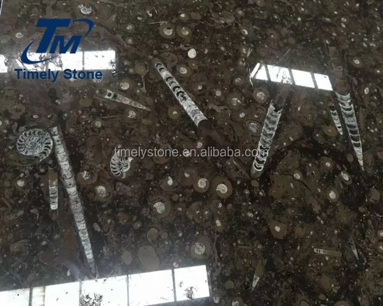 
Morocco marble rare slab black fossil marble wall 