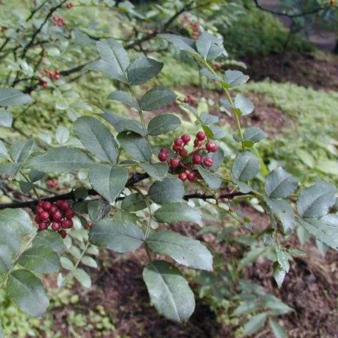 
New products high quality natural spices Chinese prickly ash Sichuan pepper Szechuan pepper 