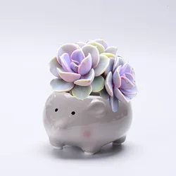 Cartoon Succulent Flowerpot Ornaments Small Ceramic Animal Planters for Home, Garden Used with Flower/green Plant Glazed Desktop
