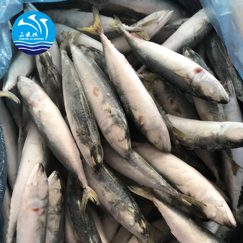 Для продажи Scomber Scombrus Atlantic Mackerel
