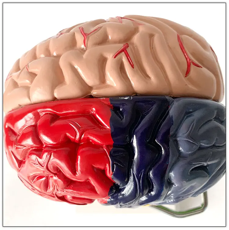 Human Brain model with functional region painted Colored Color brain anatomical model