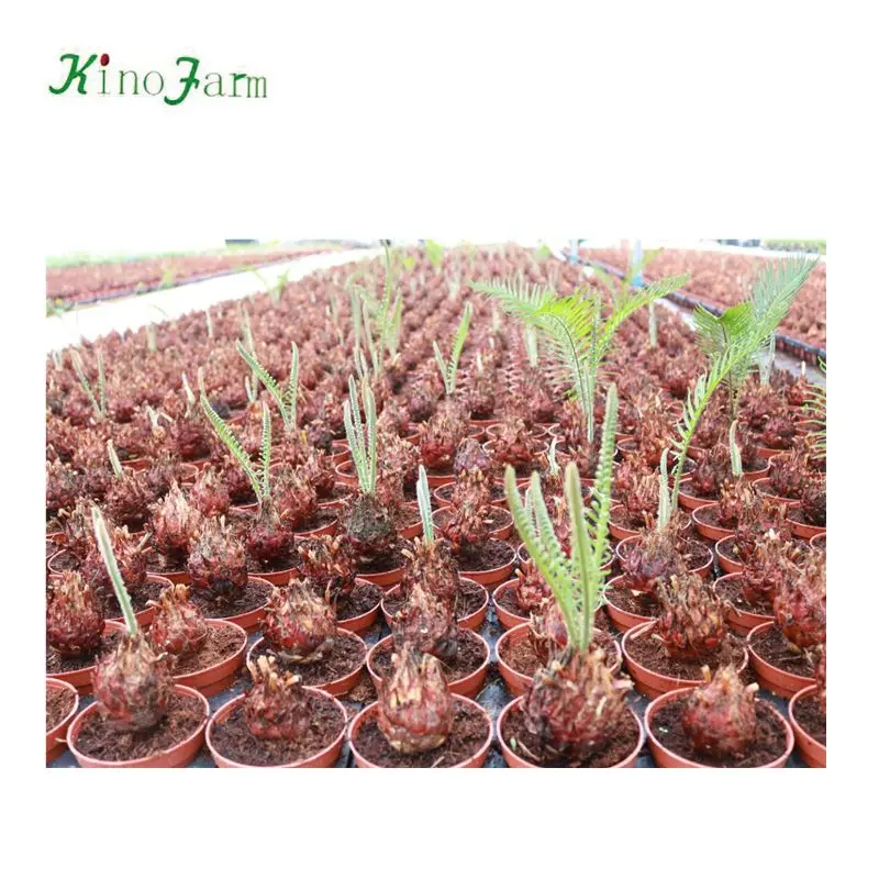 
zhangzhou kinofarm sago palm seeds 