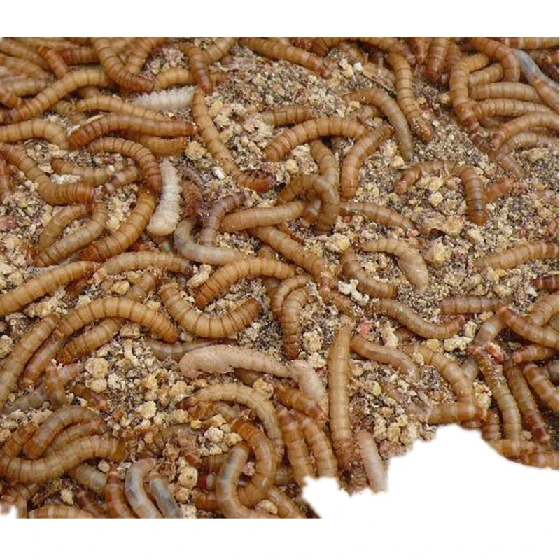 DRIED MEALWORMS Wild Birds Food 75g DRIED MEAL WORMS