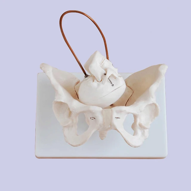 Medical Anatomy Human Skeleton Female Pelvis Model With Infant Skull For Midwifery Training