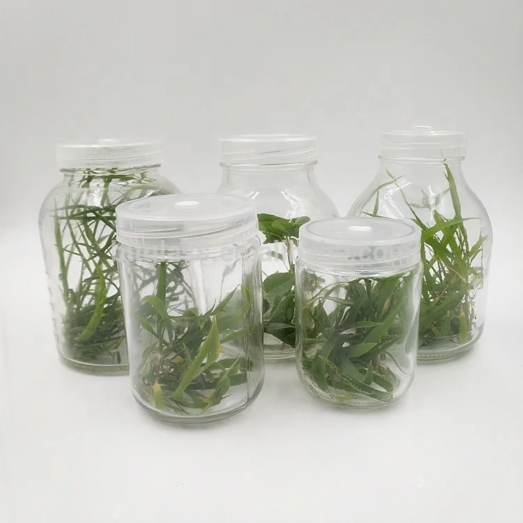 330ml glass plant tissue culture vessel with vented lid