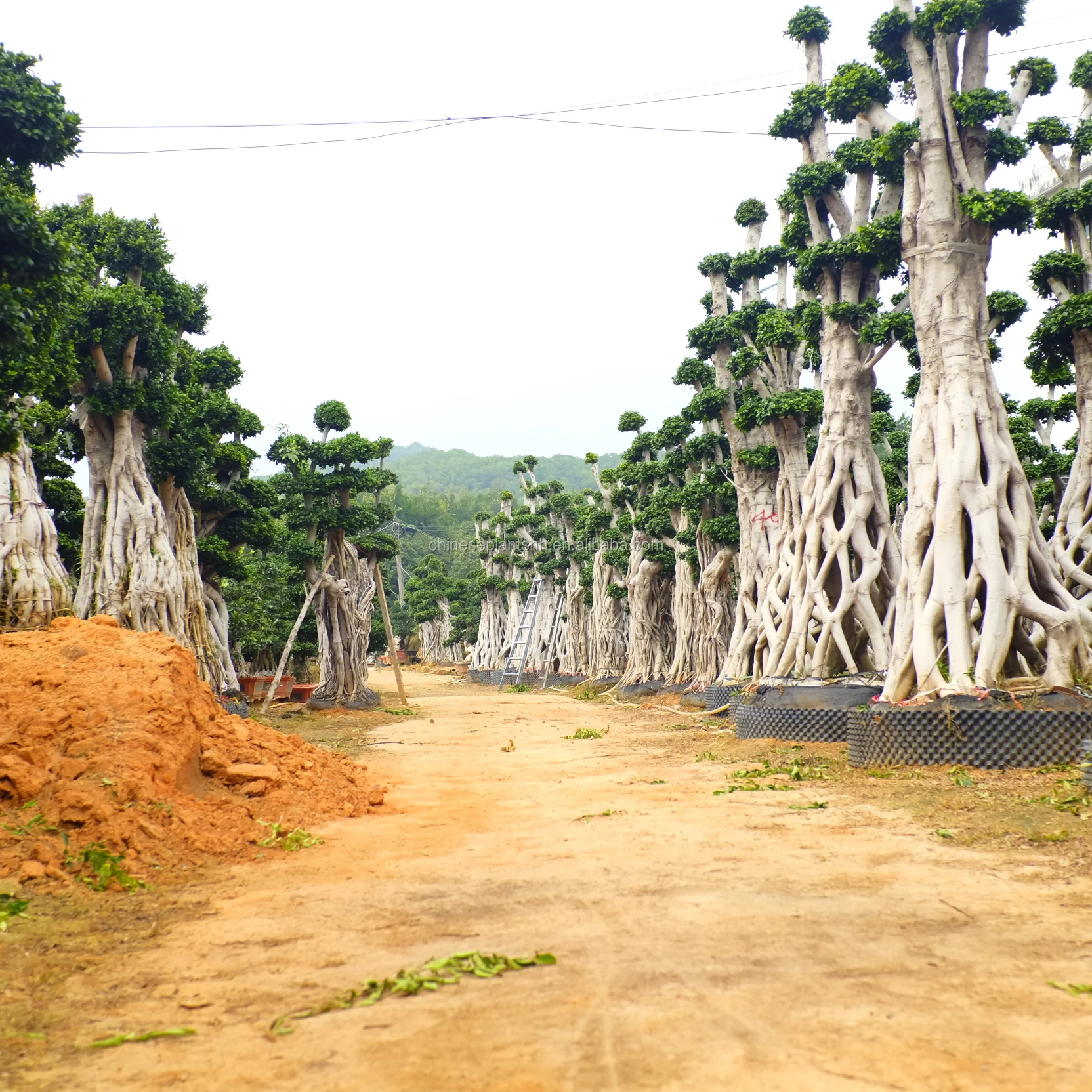 3-5M Net Shape  Ficus Bonsai Ficus Microcarpa for Outdoor pants Big ficus tree