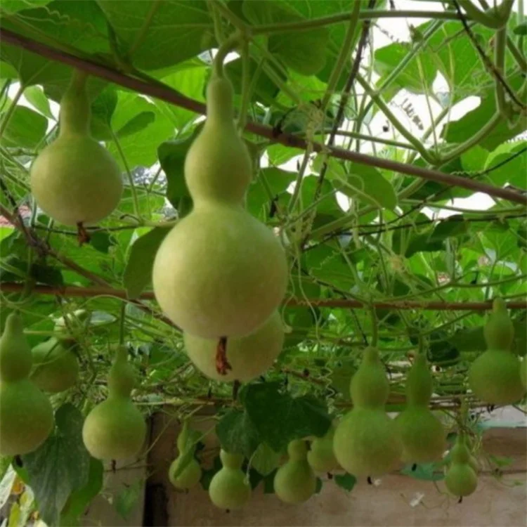 
Ornamental Large Bottle Gourd Seeds Calabash Seeds 