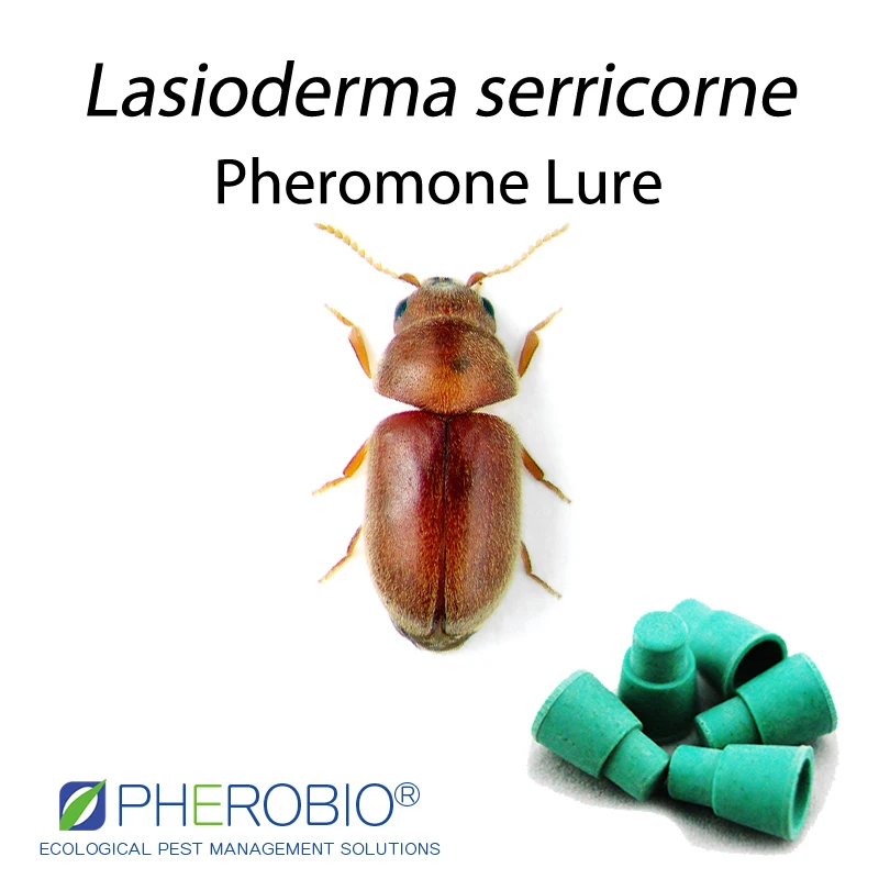 
Tobacco beetle Lasioderma serricorne pheromone lure pheromone trap 