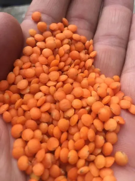 Lentil Cleaning, Peeling,Sorting and Packing Line Complete Turkey Lentil Processing Project