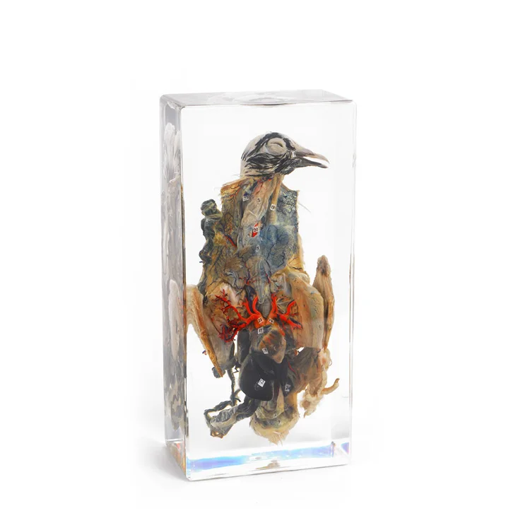 Clear acrylic embedded Fish dissection specimen for biological teaching science