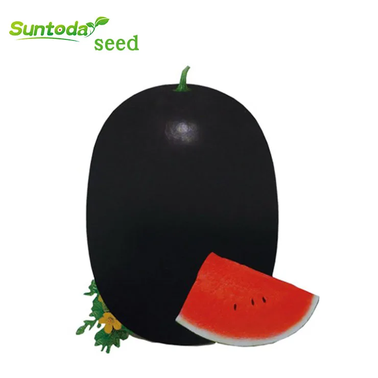 
Suntoday vegetable hybrid F1 hybrid lord black watermelon seeds sudan 1kg/bag 