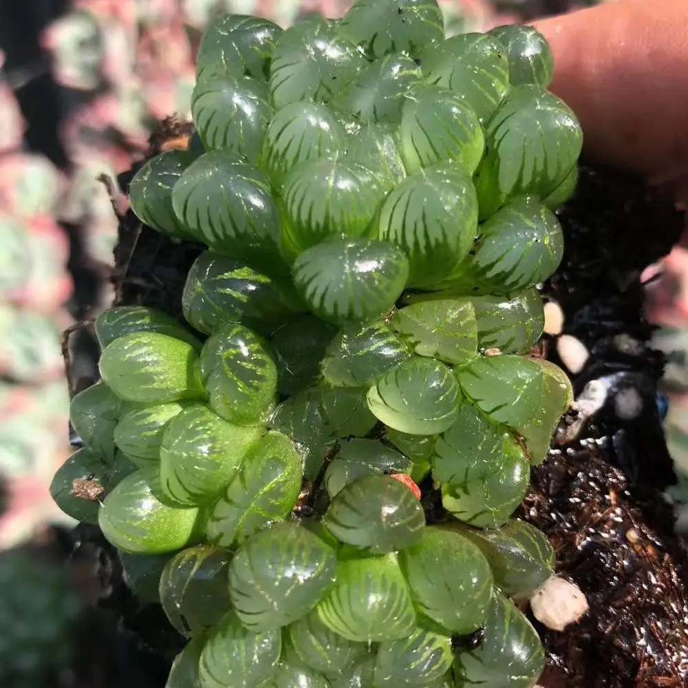 
Wholesale Succulent Plants Haworthia obtusa f. truncata with LOW PRICE 