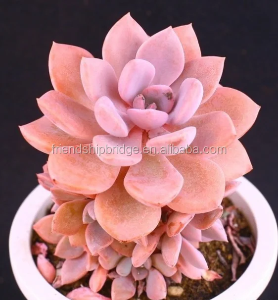 Мини-суккулент граптоверия G.D.Rowley Debbie bonsai