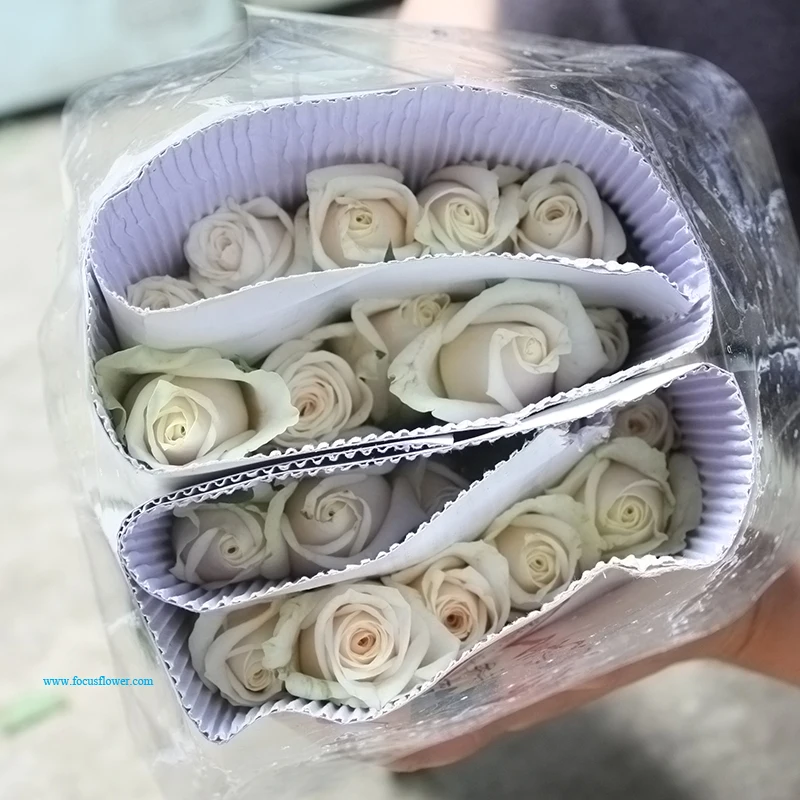 Export Fresh Cut Roses Vendela Flowers White Rose Bouquets Wedding Flower Decorations for Wedding Cars
