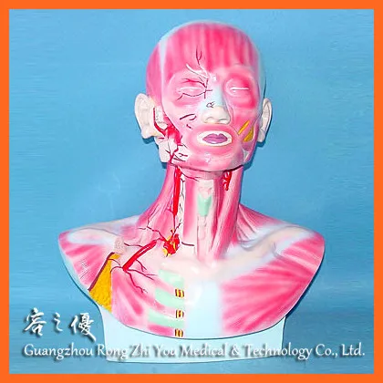 R050126 Head, Face and Neck Section Model with Musculature and Blood Vessels Distribution Model