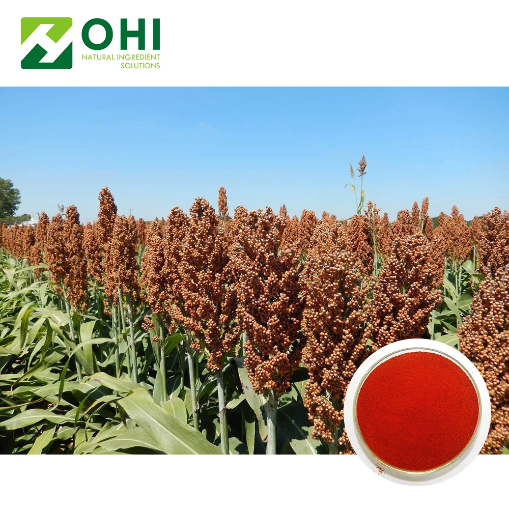 grain Sorghum seed Extract