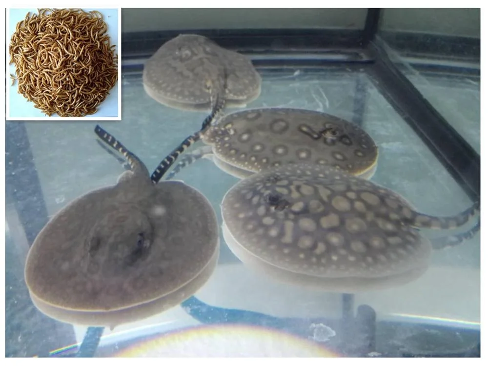 
stingray feed,mealworms for rare fish feed,the top popular feed for fish in Thailand 