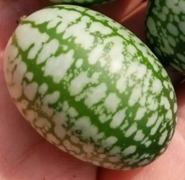 High yeild finger watermelon Mexican miniature watermelon seeds