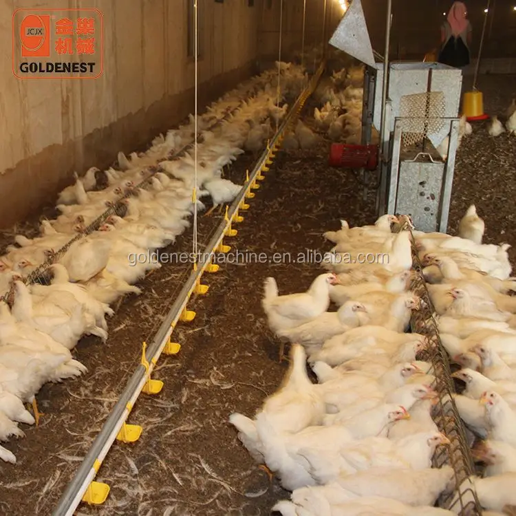 Goldenest Poultry breeder Chicken Breeding Machine Chicken egg poultry farm Equipment Automatic
