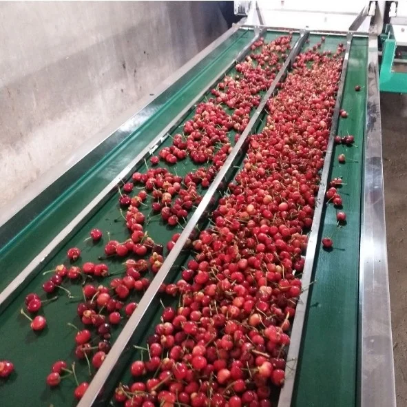 Electronic cherry ,blackberry sorting machine JZW-100g