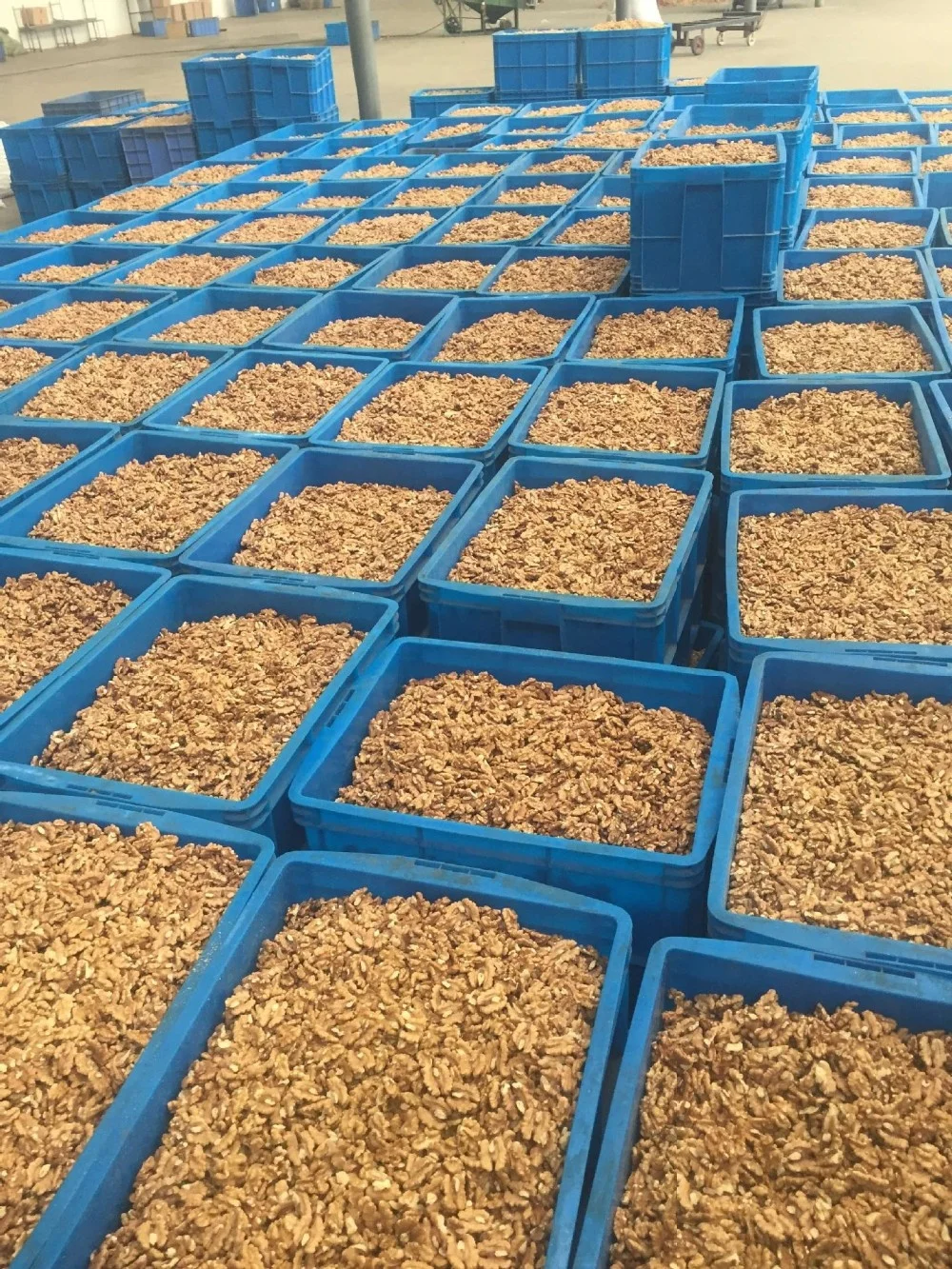 Chinese Xinjiang Light Halves Walnut Kernels with best price and good quality