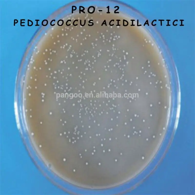 High quality pediococcus acidilactici for feed additive