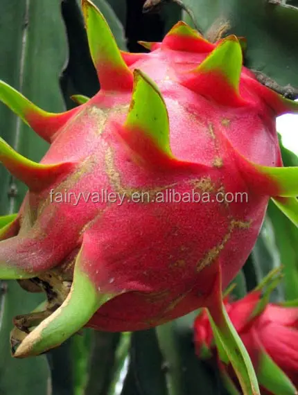 Hybrid F1 Red dragon fruit seeds for sale
