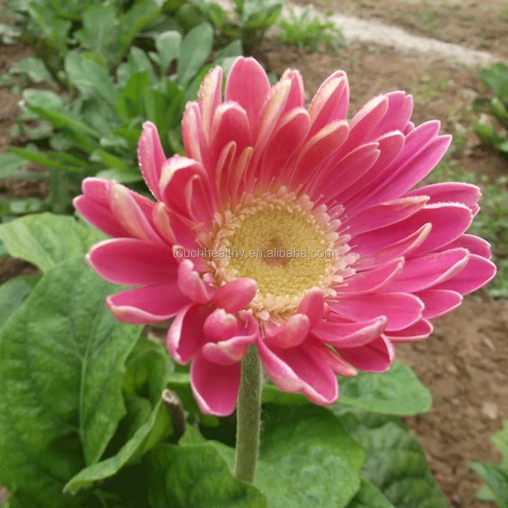 2021 Touchhealthy supply kinds color for Gerbera seeds for sowing 1gram/bags