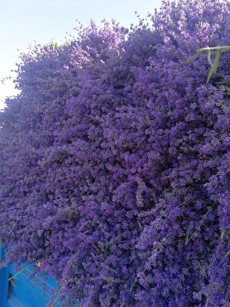 Сушеные цветы лаванды, бумажный пакет лаванды для домашнего декора