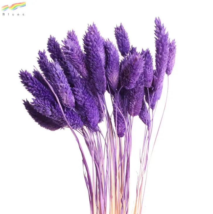 Natural Dried Mini Flower Small Gem Grass for Decoration Phalaris Bundle 20pcs/bag