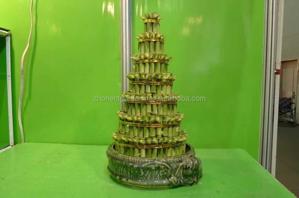 
5 layered tower lucky bamboo air bonsai tree dracaena sanderiana indoor ornamental aquatic water plants 