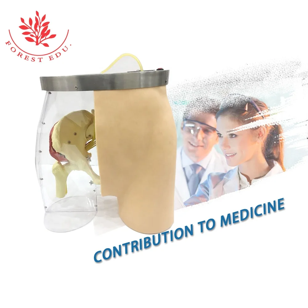 Medical Nursing model Human Buttocks intramuscular injection model