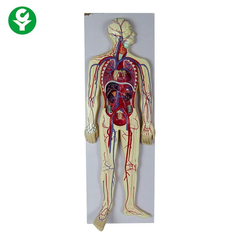 Human Blood Circulatory system model  Blood circulation model