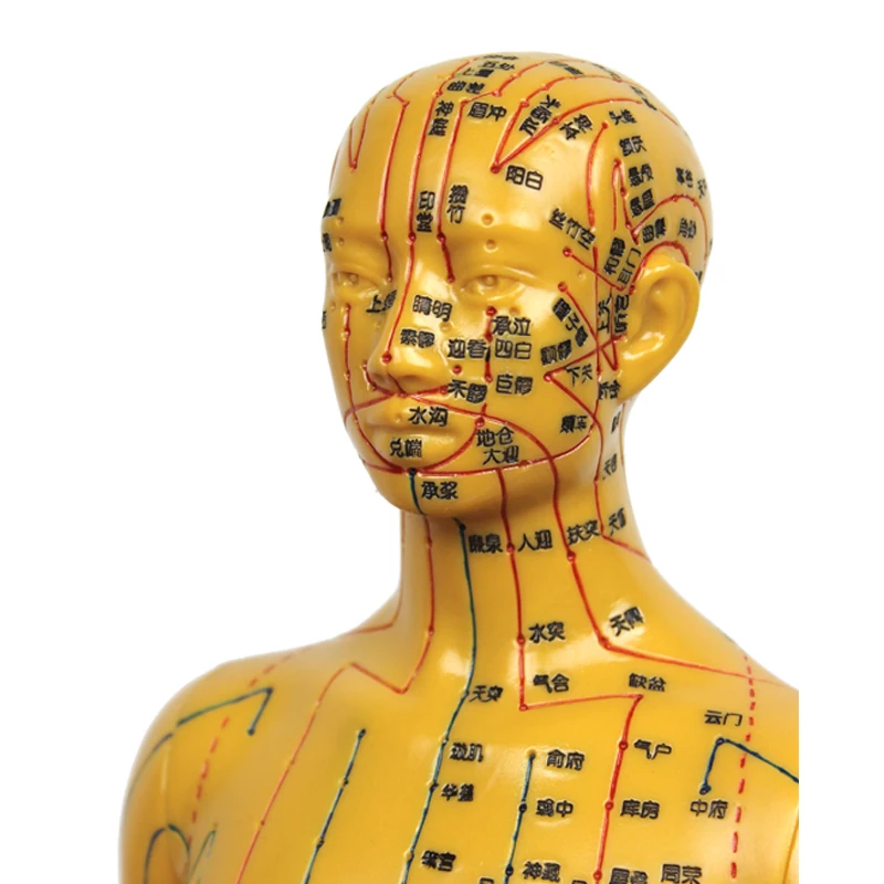 Chinese acupuncture model famale body for meridian and extraordinary points