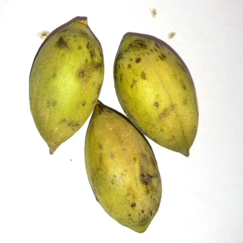 Pao tong paulownia seed