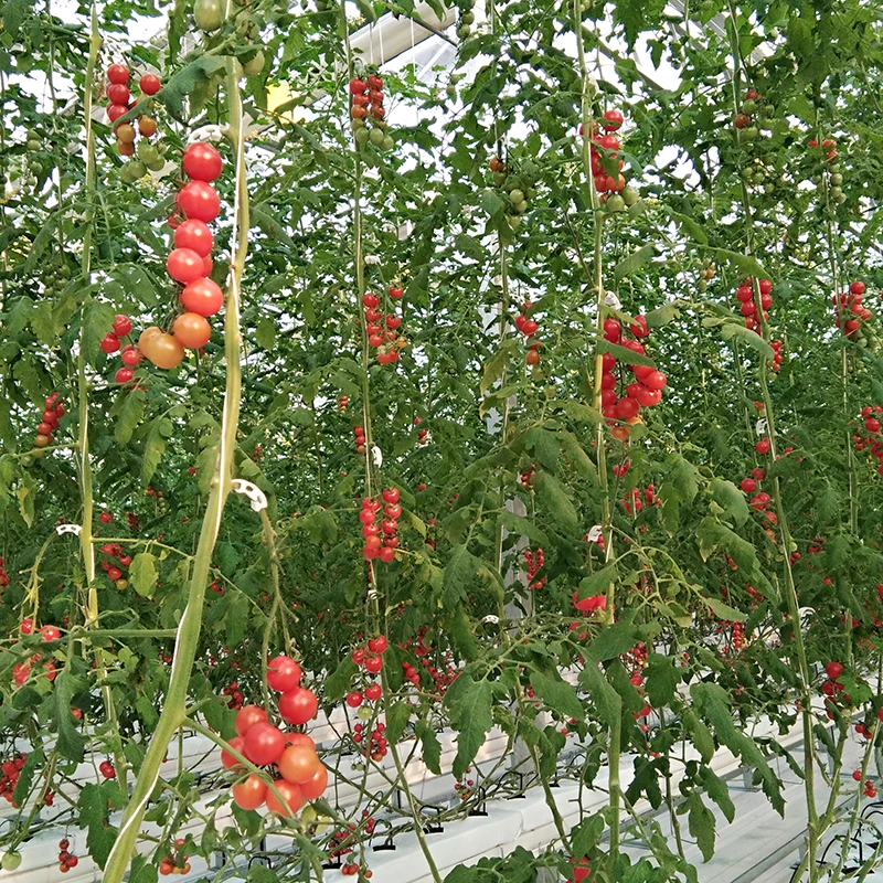 
Ultraviolet-Proof Plastic Film Agricultural Greenhouse For Tomato Production 