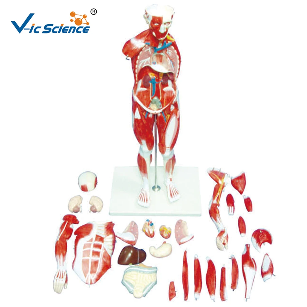Whole muscles anatomy model human muscles anatomical model medical science education model