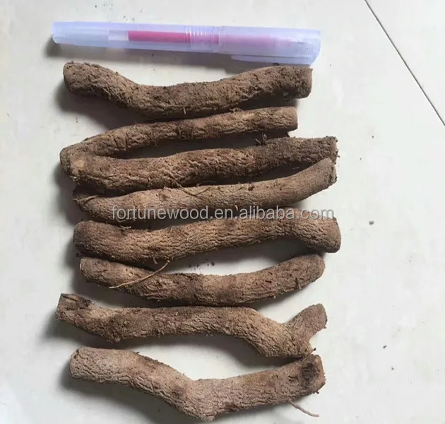 
Paulownia elongata rootstock certificated 