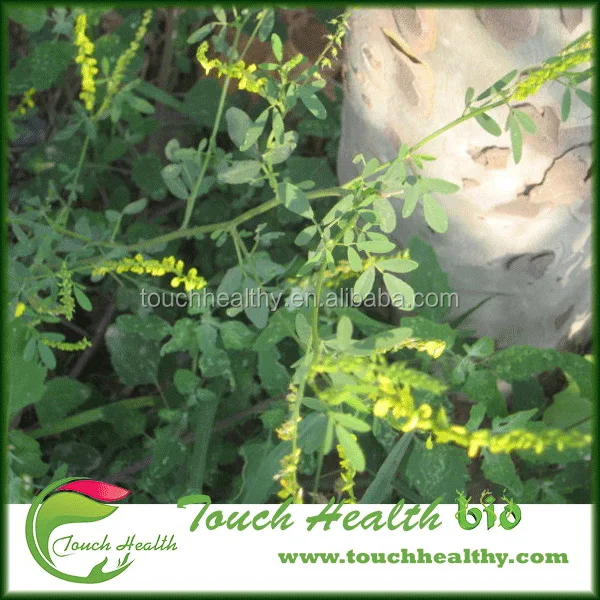 2021 Семена сладкого клевера/Семена сладкого клевера Дагестана/семена травы