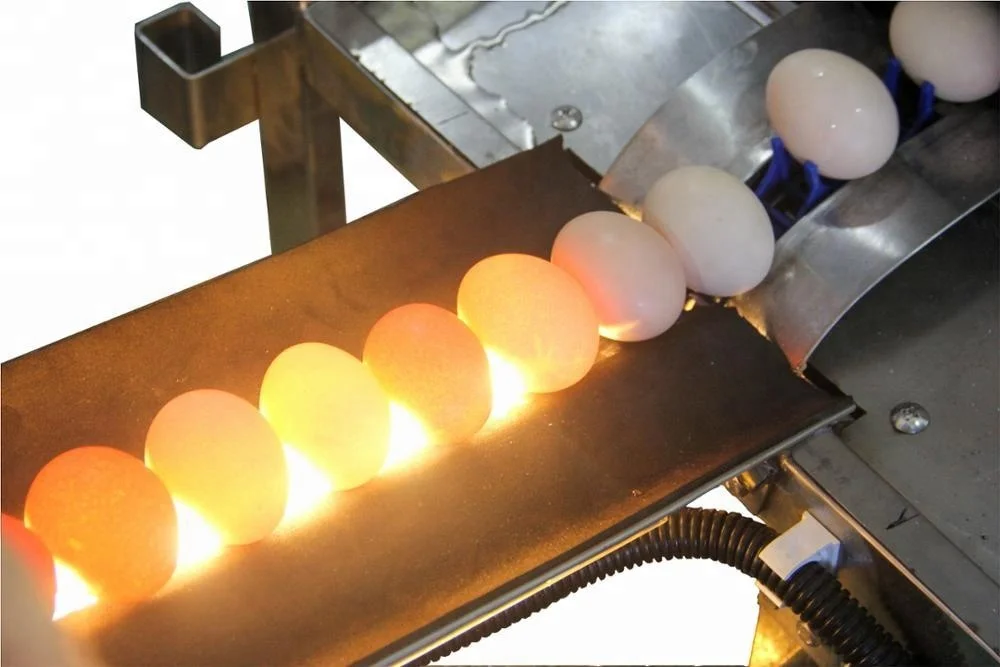 2020 new product egg washing machine egg processing equipment