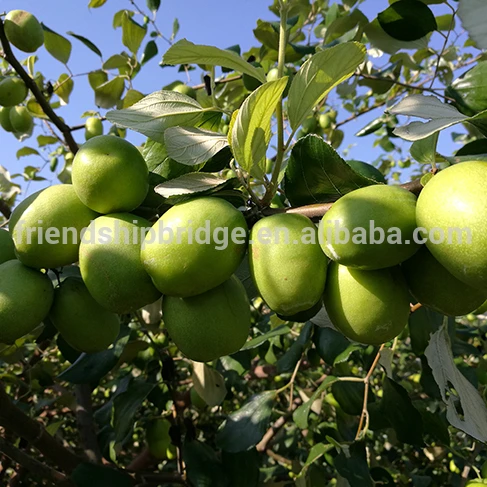 
Taiwan super sweet big green Jujube Seedlings 